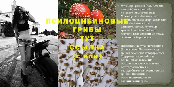 прущие грибы Каменка