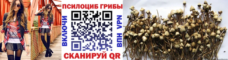 Псилоцибиновые грибы Cubensis  Купить закладки  Родники 